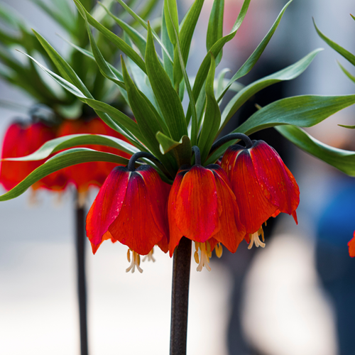 Fritillaire Impériale Rubra Maxima