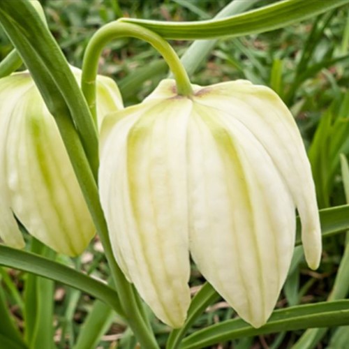 Fritillaire Meleagris Alba - Pintade