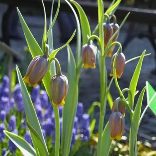Fritillaire Uva-Vulpis