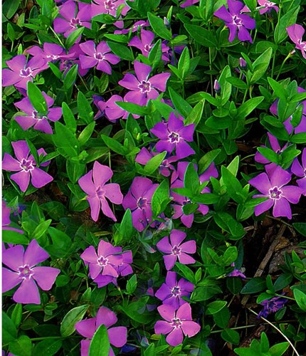 Petite Pervenche pourpre - Vinca minor Atropurpurea (Pack de Six)