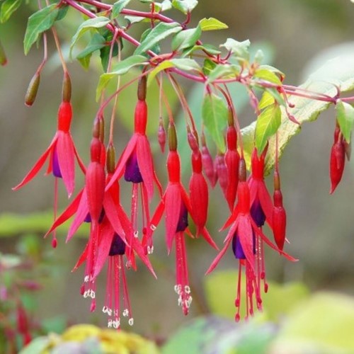 Fuchsia Magellanica Riccartonii - Fuchsia de Magellan (Pack de Trois)