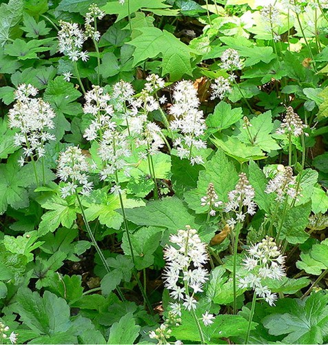Tiarelle Cordifoliée - Tiarella cordifolia