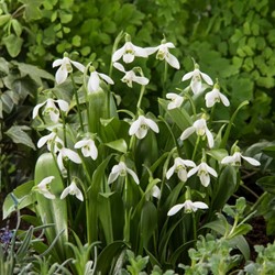 Galanthus woronowii - Perce-neige de Voronov (En vrac)