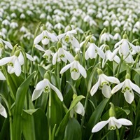 Galanthus woronowii - Perce-neige de Voronov (En vrac)