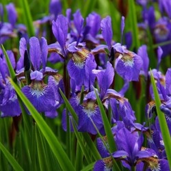 Iris d'Allemagne Alcazar - Iris Germanica (Pack de trois)