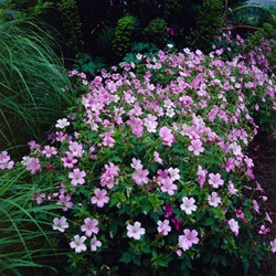 Géranium endressii - Geranium