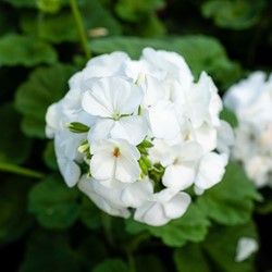 Geranium Sanguineum Album - Géranium (Pack de six)