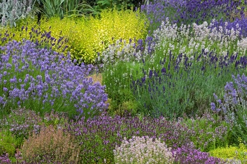 Plate bande de jardin odorante