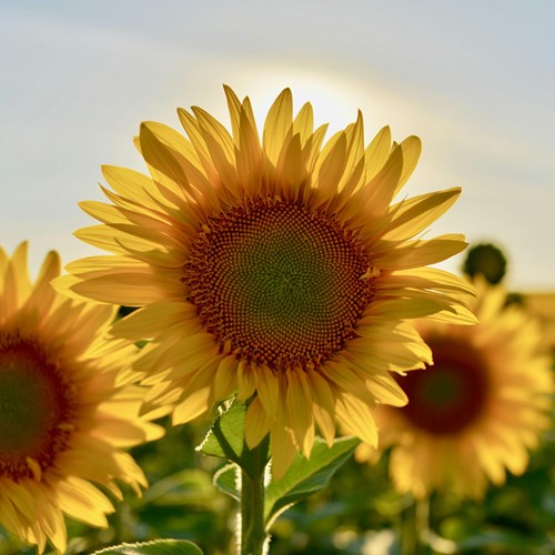 Zonnebloem zakjes persoonlijk bedrukt - 2.000 stuks-3