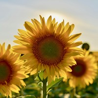 Tournesol Paquets de semences personnalisés - 20 pièces-3