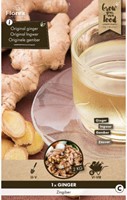 Gember wortel - Zingiber officinalis