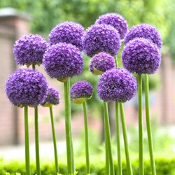 Allium Gladiator (En Vrac)
