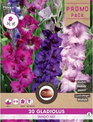 Glaïeul Tango en Mélange - Gladiolus