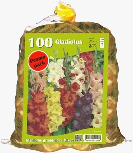 Glaïeuls en Melange (Emballage économique)