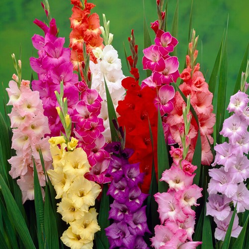 Bulbes Biologiques: Glaieuls Melange
