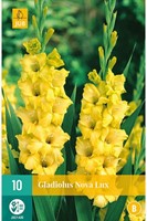 Glaïeuls Jaunes Nova Lux - Gladiolus-2