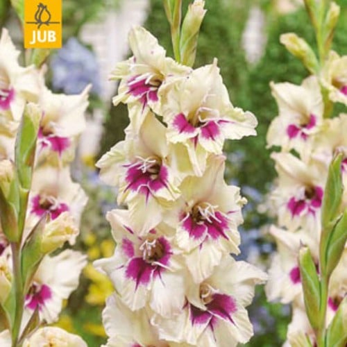 Gladiolus Amber Mistique - Glaïeul