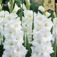 Gladiolus Serena - Glaïeul Blanc-2