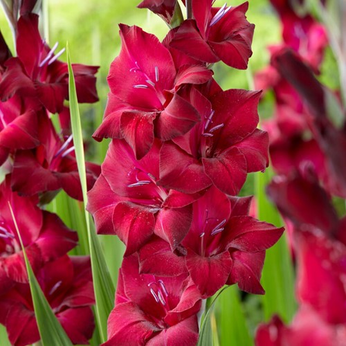 Gladiolus Black Star - Glaïeuls 