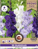 Gladiolus Bolero Mélange - Glaïeuls 