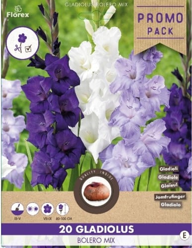 Gladiolus Bolero Mélange - Glaïeuls 