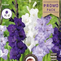 Gladiolus Bolero Mélange - Glaïeuls -2