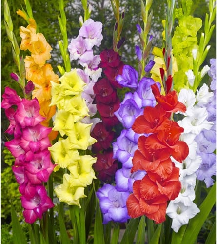 Glaïeuls en mélange (en vrac) - Gladiolus
