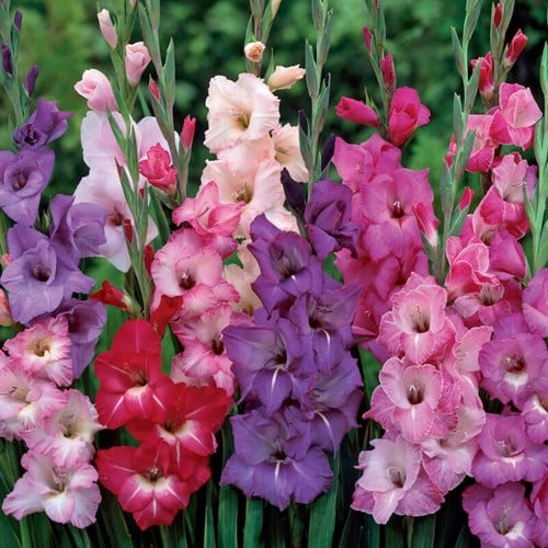 Gladiolus multiflora violet mix – Glaïeuls