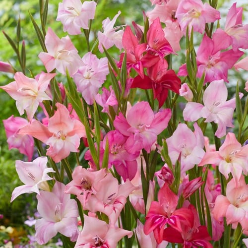 Glaïeul Mini en Mélange - Gladioulus Nanus