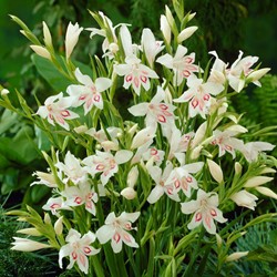 Glaïeuls Nymph - Gladiolus