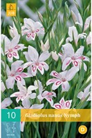Glaïeuls Nymph - Gladiolus-2