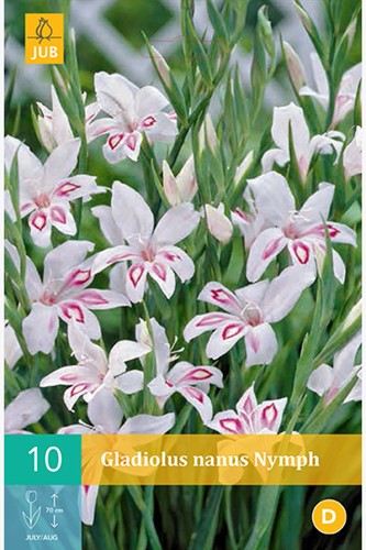 Glaïeuls Nymph - Gladiolus-2