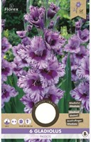 Glaïeuls Passos - Gladiolus-2