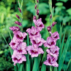Glaïeuls Passos - Gladiolus