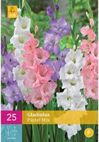 Glaïeul en Mélange Pastel - Gladiolus-2