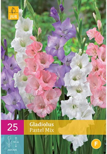 Glaïeul en Mélange Pastel - Gladiolus-2