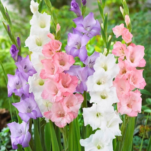 Glaïeul en Mélange Pastel - Gladiolus