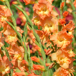 Glaïeul Peter Pears - Gladiolus