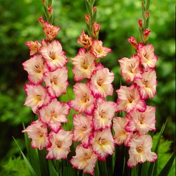 Glaïeuls Priscilla - Gladiolus