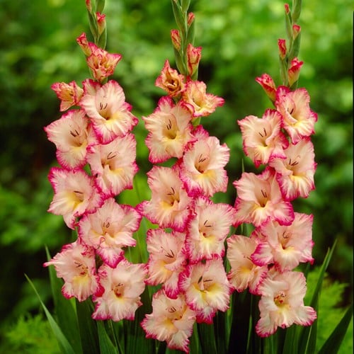 Glaïeuls Priscilla - Gladiolus