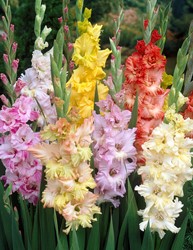 Glaieuls frangee en mélange - Gladiolus