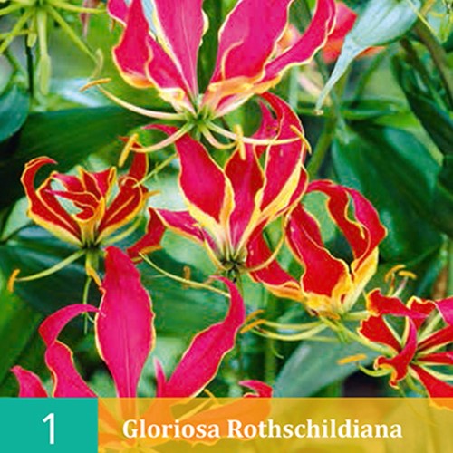 Lis la Flamme - Gloriosa Rothschildiana