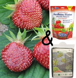 Paquet Fraise Cherryberry