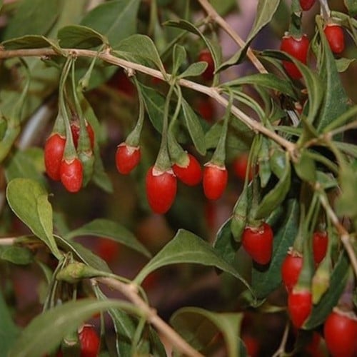 Baie de Goji - Lycium barbarum (Pack de trois)