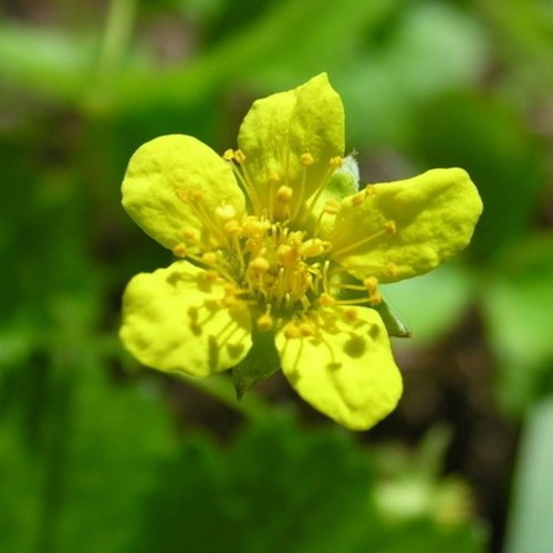 Fraise Barren - Waldsteinia ternata (Pack de Six)
