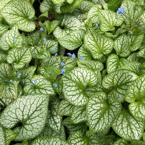 Myosotis du Caucase Jack Frost - Brunnera macrophylla