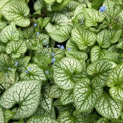 Myosotis du Caucase Jack Frost - Brunnera (Pack de Six)