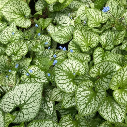 Myosotis du Caucase Jack Frost - Brunnera (Pack de Six)