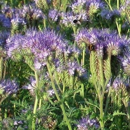 Fumage ou d'Éngrais vert Phacelia 1KG