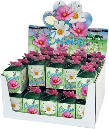 Greengift Cosmos Mix 40 pcs en showbox